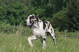 DOGUE ALLEMAND 542